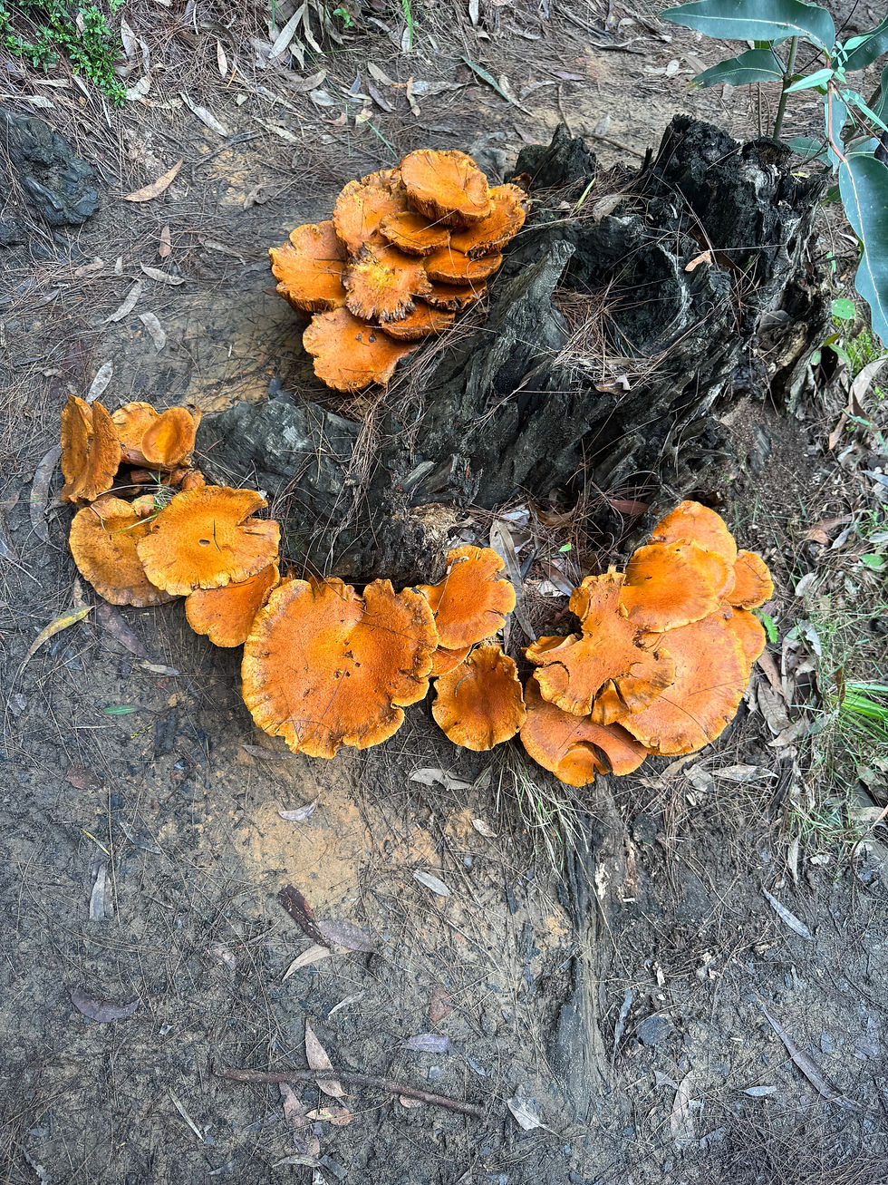 A bit of colour on the trail