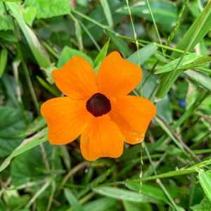 Orange flower