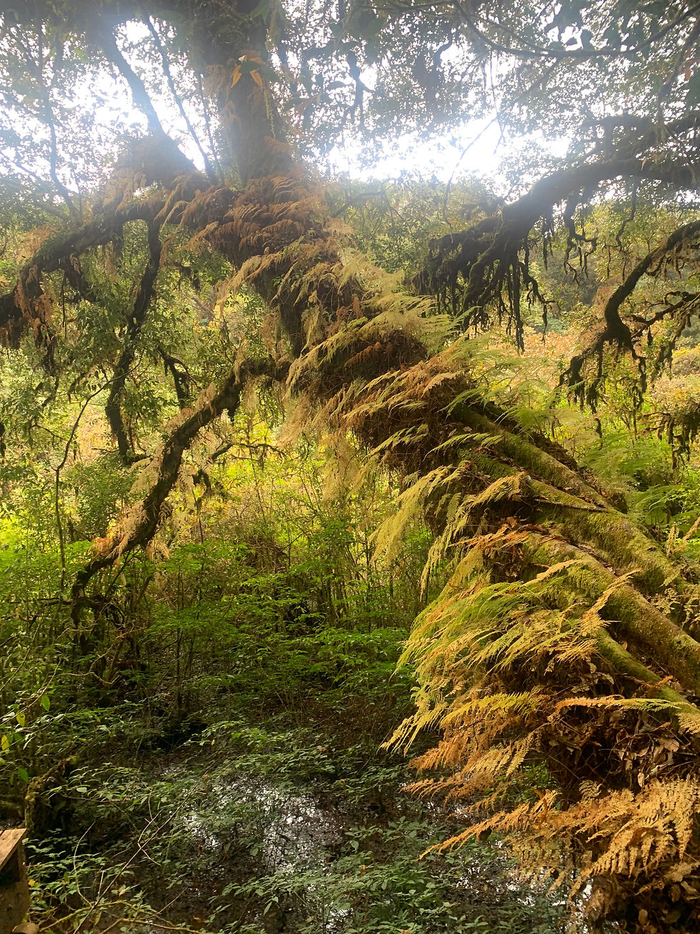 The changing tree line reflecting multiple aligned ecosystems