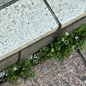 2025年3月7日金曜日