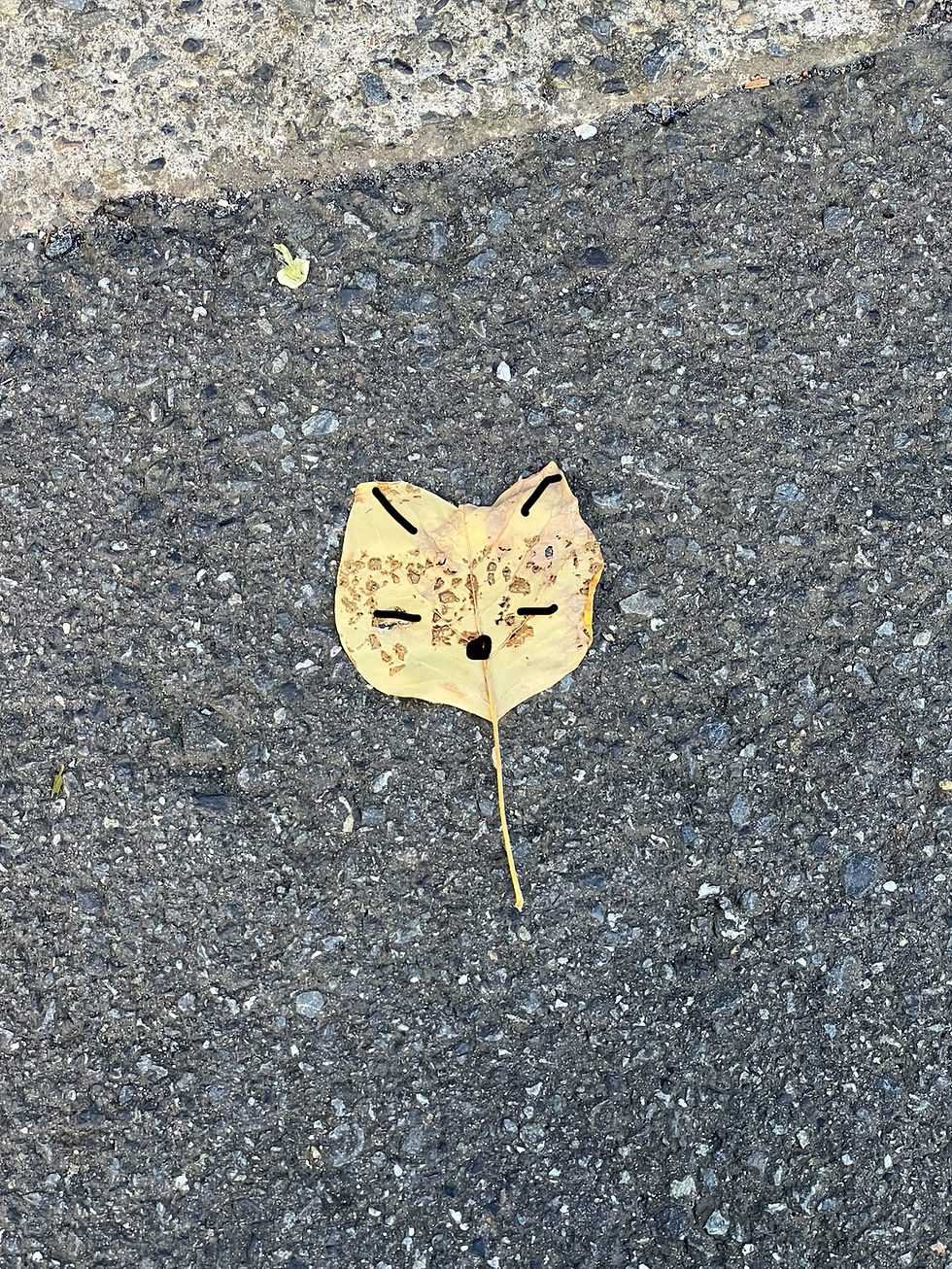 Q:猫かな?狐かな?
