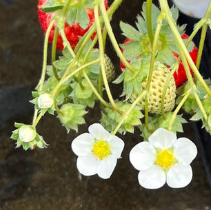 2025年1月12日日曜日