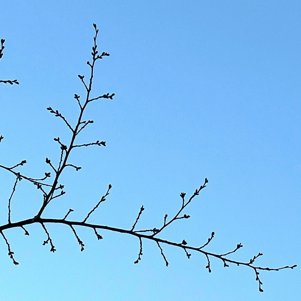 あと10日くらいで咲くのかな？