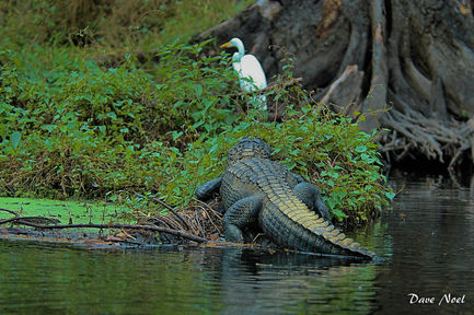 gator and egret