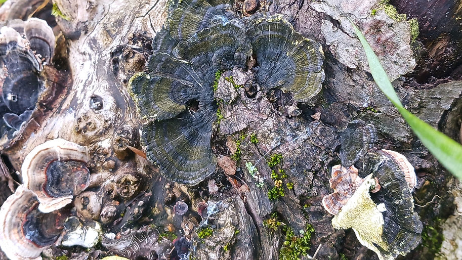 pfaupetrolnature©moin-karma_edited.jpg