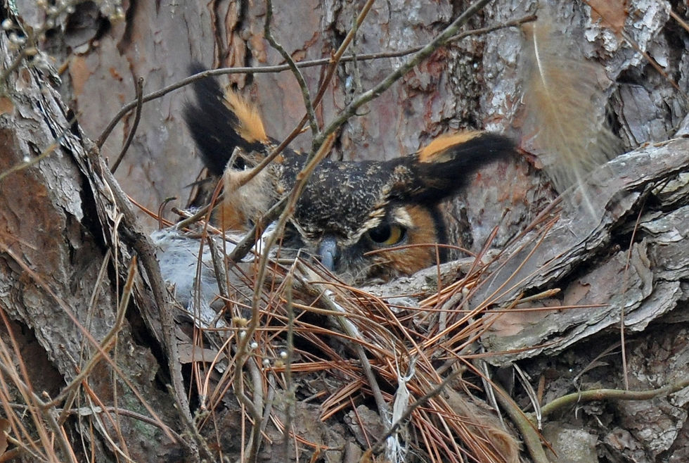 Horned Owl