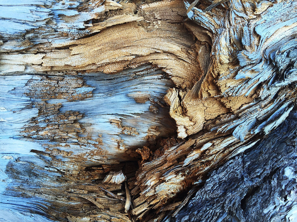 Dry Tree Trunk