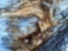 Dry Tree Trunk