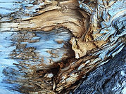 Tronc d'arbre sec