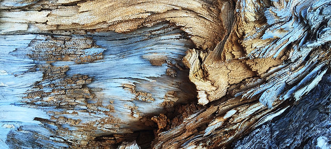 Dry Tree Trunk