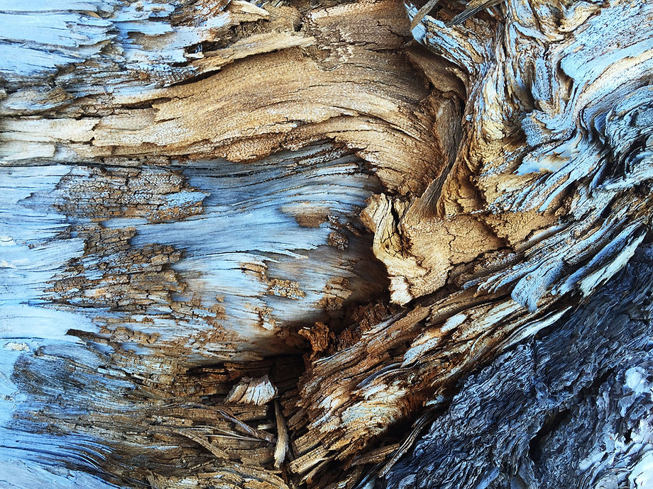 Dry Tree Trunk