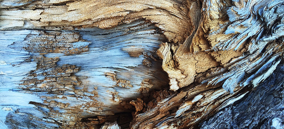 Dry Tree Trunk