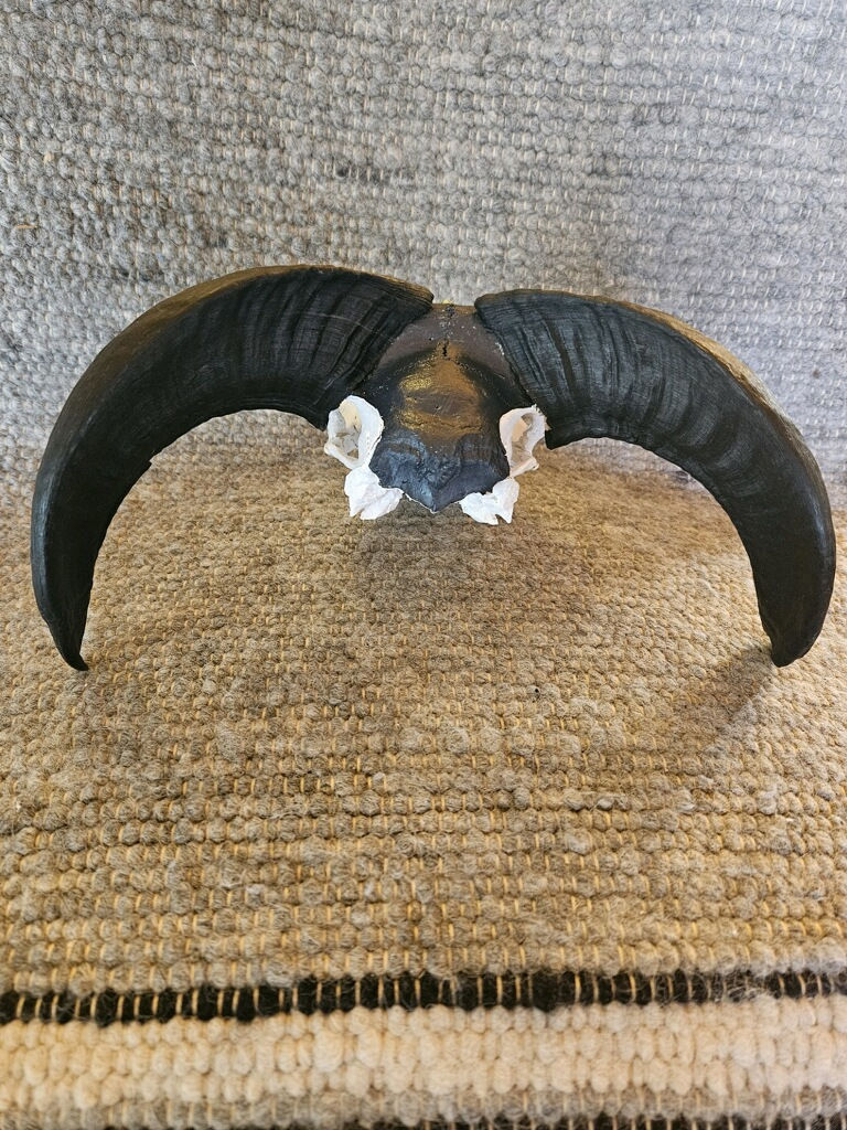 Thumbnail: Painted Ram Skull