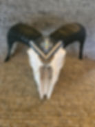 Painted Ram Skull