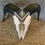 Thumbnail: Painted Ram Skull