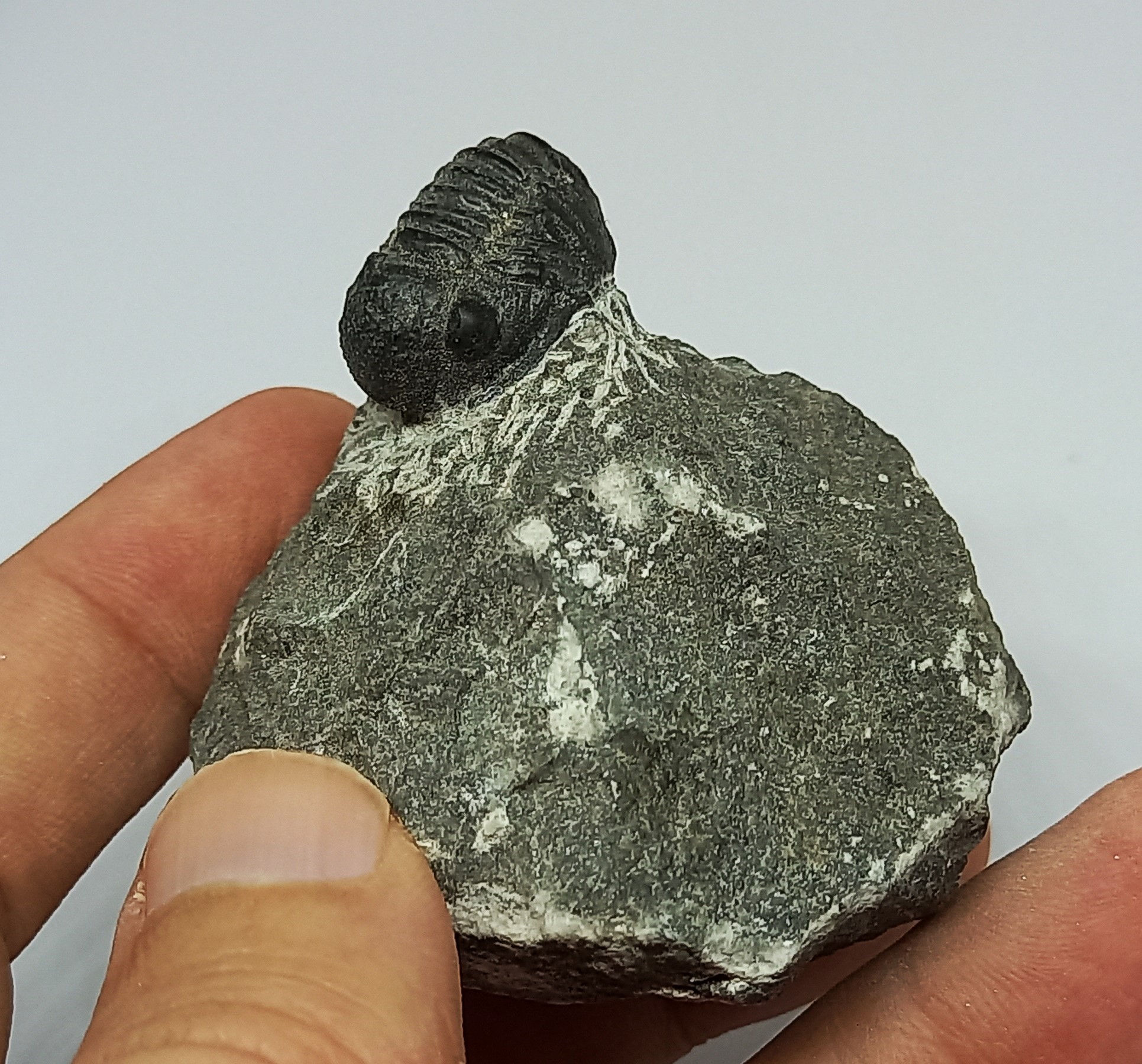 Trilobite 4.8cm