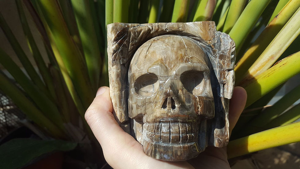 Miniature : Bois fossile crâne 11cm ( 1,7 kilo )