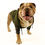 Thumbnail: English Bulldog Dog in Green Camo Hoodie