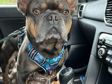 Dog Health and Wellness: Expert Advice with a Monstar Touch