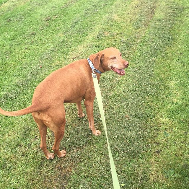 Zeus loving his walk