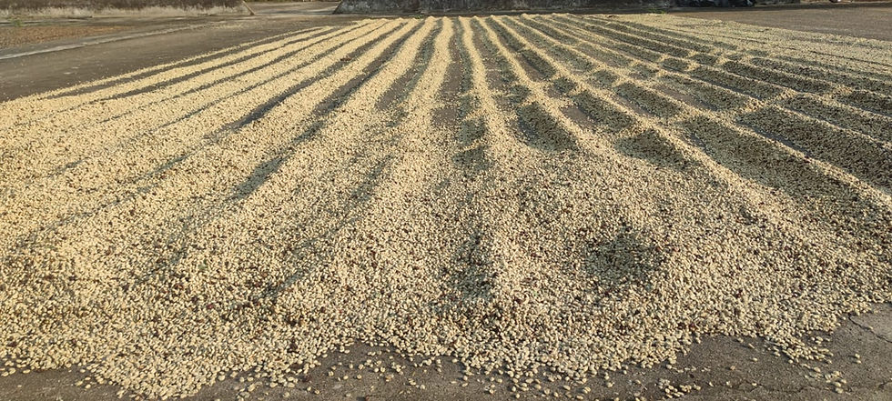 Miniatura: Café Mi Tierra a granel (grano)