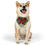 Thumbnail: medium sized dog wearing a holiday christmas bow pet bandana collar