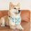 Thumbnail: Woof Happy Dog Pet Bandana Collar shown on a dog laying on a couch