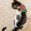 Thumbnail: Irish Flowers Pet Bandana Collar on a cute kitty cat sitting