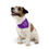 Thumbnail: Halloween Boo Pet Bandana Collar shown on a small dog