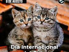 8 de agosto.- Día Internacional de Gato
