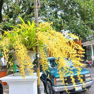FLOR DE MAYO