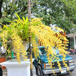 FLOR DE MAYO