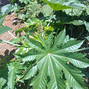 HIGUERAS