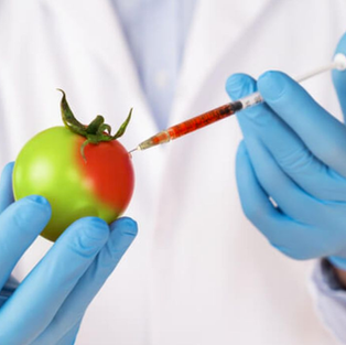 8 de abril: Día Internacional de Oposición a los Alimentos Transgénicos