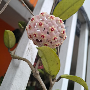 BELLA FLOR