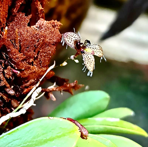 ORQUÍDEA MINIATURA