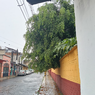 ¿NECESITA UNA PODA?