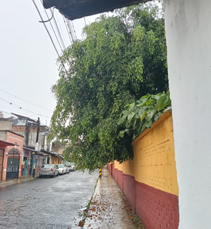 ¿NECESITA UNA PODA?