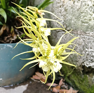ORQUÍDEAS RARAS