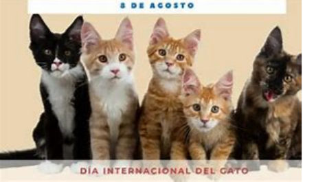 8 de Agosto: Día Internacional del Gato