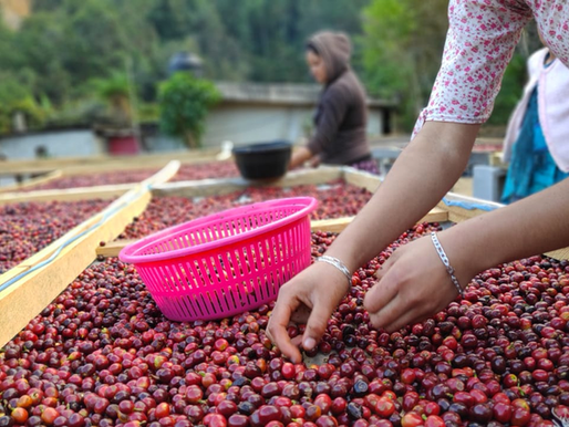 Productores de café promueven compra directa para fortalecer economía y reducir intermediarios