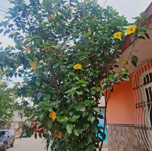 PLANTAS URBANAS