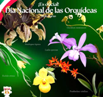 Aprueba Senado Día Nacional de la Orquídea