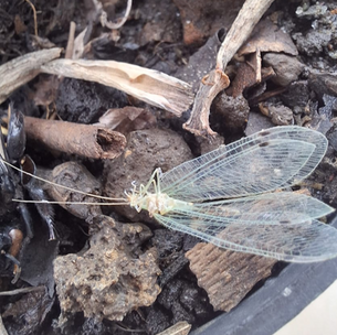 CURIOSO INSECTO