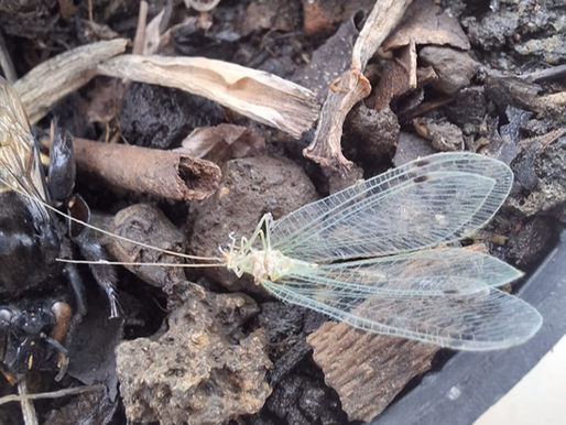 CURIOSO INSECTO