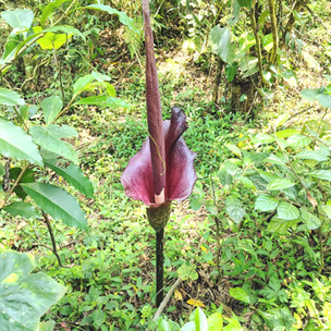 LENGUA DE DIABLO