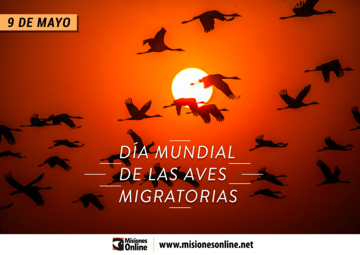9 de mayo: Día Mundial de las Aves Migratorias