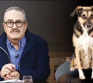 El poder de la 'funa': movimiento animalista consolida su fuerza política y comercial
