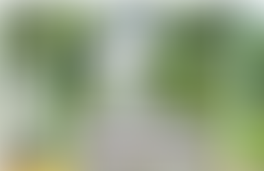 Teocelo celebra el Tercer Festival del Pan y el Café