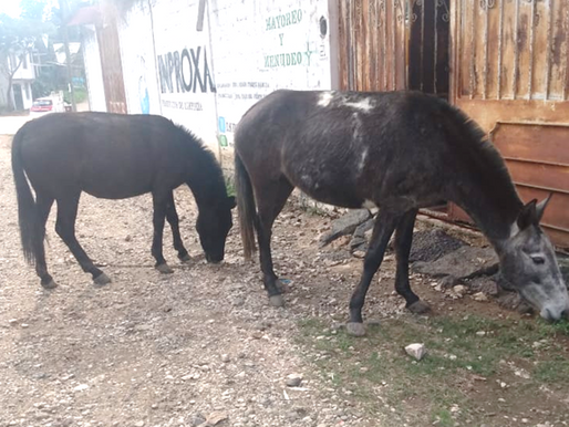 CABALLOS EN ARMONÍA 